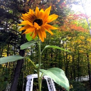 Happy Fall! Fall in love 😻 🍁😉